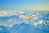 Polar bears, Canadian Arctic