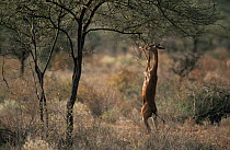 Gerenuk (Litocranius walleri) feeding up on hind legs, Samburu NP, Kenya, East Africa