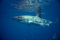 Great white shark off Dangerous Reef, South Australia