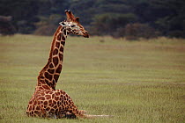 Rothschild's giraffe lying down, Nakuru, Kenya