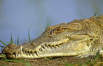 Head portrait of Nile crocodile (Crocodylus niloticus) Lake Baringo, Kenya