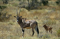 Beisa oryx {Oryx gazella beisa} with young, Samburu NP, Kenya