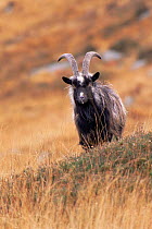 Feral goat (Capra hircus) Scotland