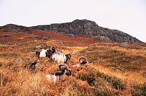Feral goats (Capra hircus) Scotland.