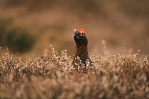Red grouseon heather moor, Scotland
