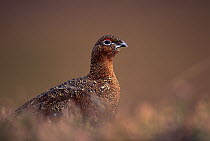Red grouse (Lagopus lagopus scoticus) Glen Esk, Scotland.