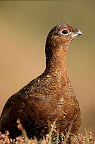 Red grouse, Glen Esk, Scotland