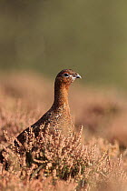 Red grouse on heather moor, Scotland