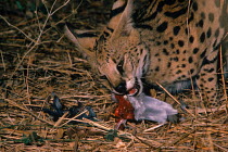 Serval feeding, Luangwa Valley, Zambia (Felis serval)
