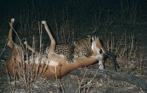 Leopard {Panthera pardus} with Impala kill at night, Zambia