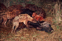 Spotted hyena pack (Crocuta crocuta) with kill.