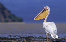 Eastern white pelican (Pelecanus onocrotalus) Lake Baringo, Kenya