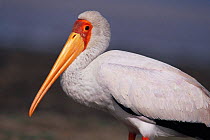Yellow-billed stork (Mycteria ibis) Lake Baringo, Kenya