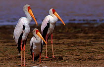 Three Yellow-billed storks, Lake Baringo, Kenya