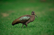 Hadada ibis (Threskiornis aethiopicus) Lake Naivasha, Kenya