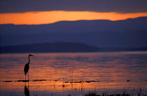 Goliath heron at sunrise Lake Baringo, Kenya