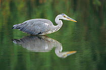 Grey heron (Ardea cinerea) in water, Belgium