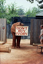 Elephant in Atlanta Zoo, USA with Don't Buy Ivory banner