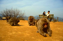 Japanese macaques {Macaca fuscata} tame, collecting grain in park, Arashiyama, Kyoto, Japan