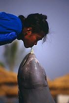 Irrawaddy river dolphin (Orcaella brevirostris) Oasis Sea World, Bangkok, Thailand, 1991