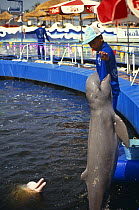 Irrawaddy river dolphin performing for food (Orcaella brevirostris) captive, Oasis Sea World, Bangkok, 1991