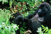Mountain gorilla with young {Gorilla beringei} Rwanda