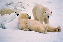 Polar bears relaxing, Hudson Bay Canada