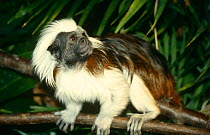 Cotton-top tamarin (Saguinus oedipus) captive, from South American rainforest
