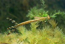 Emerald damselfly aquatic larva (Lestes sponsa)  Scotland