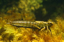 Common hawker dragonfly larvae underwater (Aeshna juncea) UK