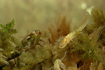 Common hawker dragonfly larvae (Aeshna juncea) with juvenile salamander, Scotland