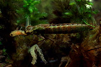 Common hawker dragonfly larva devouring young newt, July