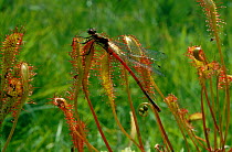 Large red damselfly (Pyrrhosoma nymphula) caught on leaves of Long-leaved sundew.