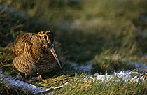 Woodcock {Scolopax rusticola} winter, Netherlands