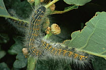 Buff tip moth (Phalera bucephala) caterpillar larvae on oak leaf, Scotland, UK