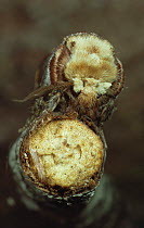 Buff-Tip moth (Phalera bucephala) camouflaged on broken twig. Scotland, UK
