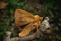 Drinker moth (Euthrix potatoria) on tree, Scotland, UK