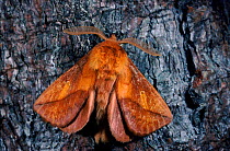 Drinker moth (Euthrix potatoria) on tree. Scotland, UK, Europe