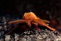 Drinker moth resting on tree bark, summer, Scotland