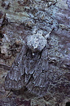 Grey Dagger moth (Acronicta psi) camouflaged on tree trunk, Scotland, UK