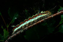 Grey dagger moth (Acronicta psi) larva / caterpillar on birch tree twig, UK