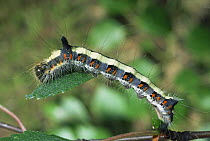 Caterpillar larva of Grey Dagger (Acronicta psi)  Scotland, UK