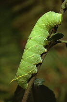Caterpillar larva of Poplar Hawk moth (Laothoe populi) Scotland, UK