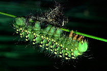 Small emperor moth larva and shed skin, UK