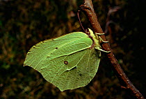 Brimstone butterfly in hedgerow, UK