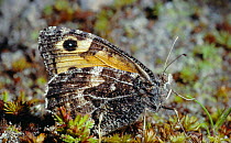 Grayling butterfly, wings closed on dune moss (Hipparchia semele) Scotland, UK