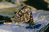 Grayling butterfly mating pair (Hipparchia semele) UK