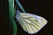 Green Veined White butterfly (Pieris napi) UK