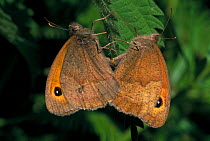 Meadow Brown butterflies mating pair (Maniola jurtina) on nettles (Urtica dioica)