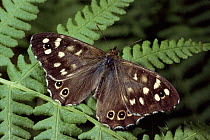 Speckled wood butterfly on bracken, Scotland, UK